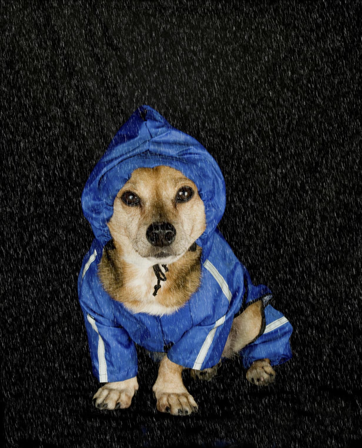 33312138 - rain dog